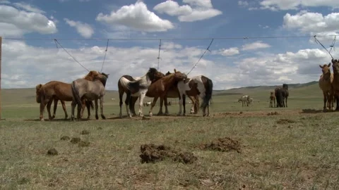 Mongolia Stock Footage 136472339