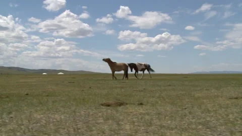 Mongolia Stock Footage 136472883
