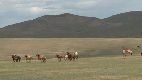 Mongolia Stock Footage 136473565