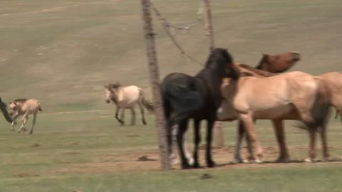 Mongolia Stock Footage 136473875