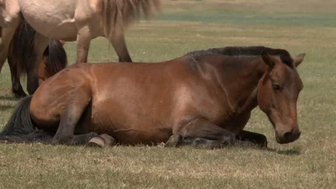 Mongolia Stock Footage 136474238