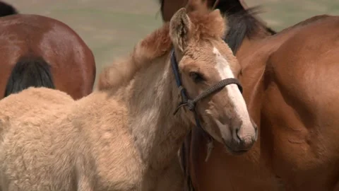 Mongolia Stock Footage 136474286
