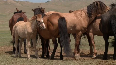 Mongolia Stock Footage 136474329