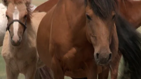 Mongolia Stock Footage 136475190