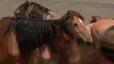 Mongolia Stock Footage 136475354