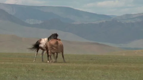 Mongolia Stock Footage 136475675
