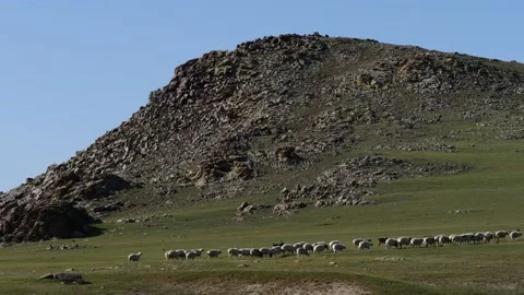 Mongolia. A herd of goats and sheep in the steppe. Stock Footage 130435519