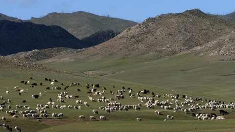 Mongolia. A herd of goats and sheep in the steppe. Stock Footage 130435539