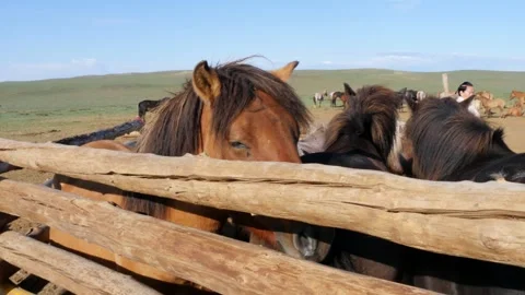 Mongolia. Horses in a stall in the Mongolian steppe. Stock Footage 249019652