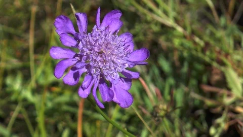 Mongolia, small blue flower are trembling on the wind. Stock Footage 125992924
