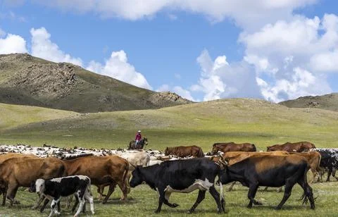 Mongolia Steppes wit Cows and Shepherd Stock Photos