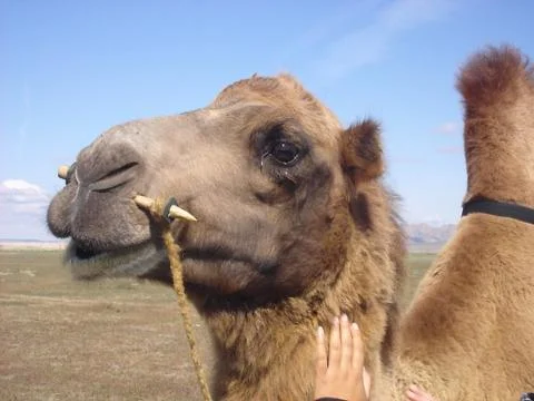 Mongolian Camel Stock Photos