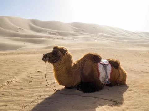 Mongolian Camel Stock Photos