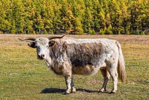 Mongolian cow Stock Photos