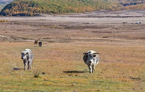 Mongolian cows Foto stock