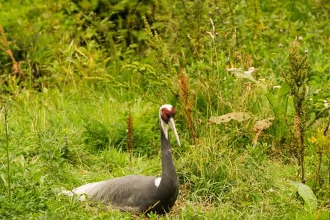 A mongolian crane Stock-Fotos
