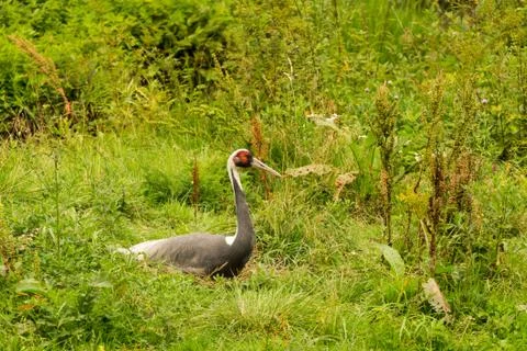 A mongolian crane Stock Photos