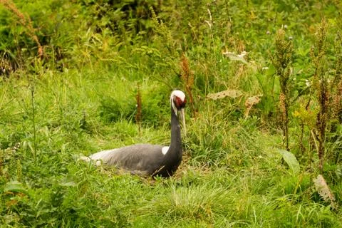 A mongolian crane Stock-Fotos