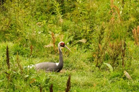 A mongolian crane Stock Photos