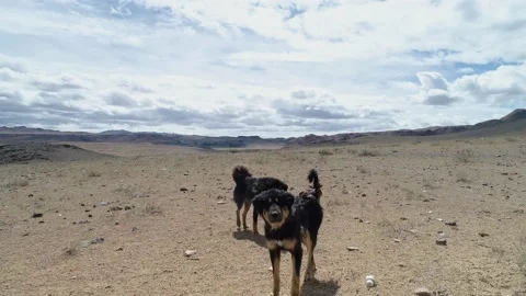 Mongolian dogs bark at drone 스톡 동영상 146687290
