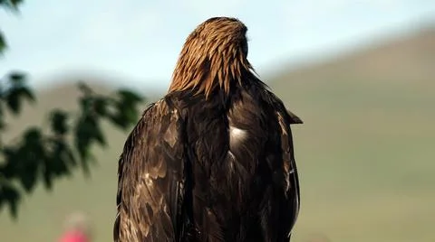 Mongolian eagle close up. MONGOLIA Stock Photos
