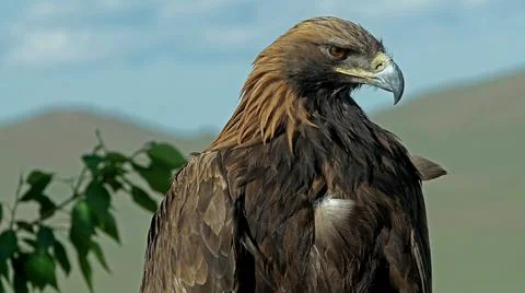 Mongolian eagle close up. MONGOLIA Stock Photos