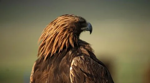 Mongolian eagle close up. MONGOLIA Stock Photos