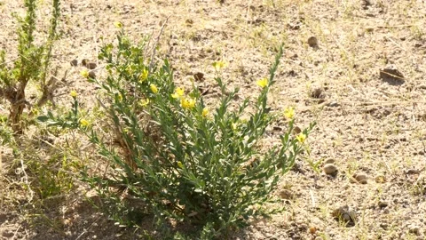 Mongolian flower. Stock Footage 135004340