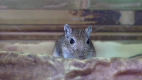 Mongolian Meriones unguiculatus Stock Video Pond5