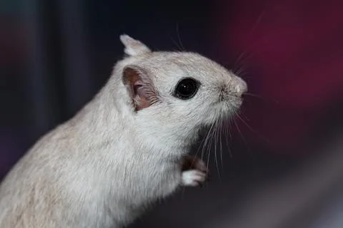 Mongolian gerbil portrait Stock Photos