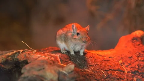 Mongolian gerbils at the zoo Stock-Footage 97372585