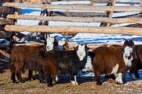 Mongolian goats in the paddock Foto stock