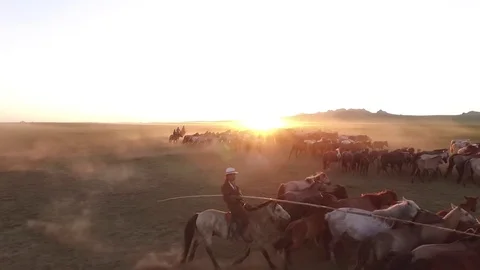 Mongolian Horse herd 2 Stock Footage 78133514