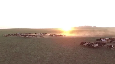 Mongolian Horse herd 5 Stock Footage 78169922
