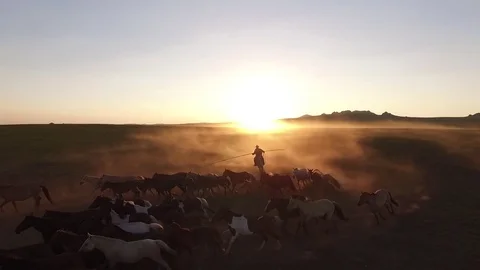 Mongolian Horse herd Stock Footage 78128716