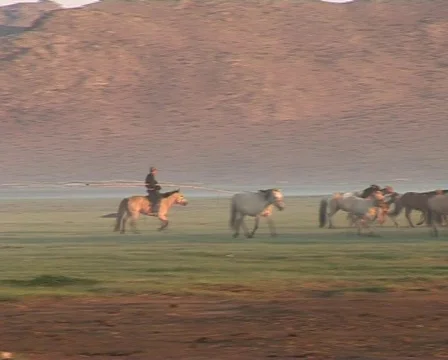 Mongolian horses at dawn Stock Footage 376422