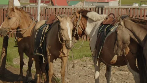 Mongolian horses ready to ride Stock Footage 280196019