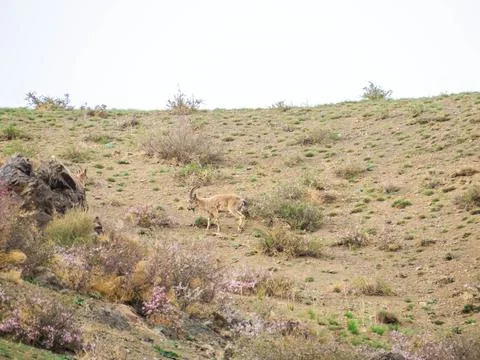Mongolian Ibex Stock Photos