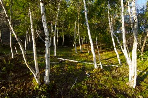 Mongolian landscape Stock Photos