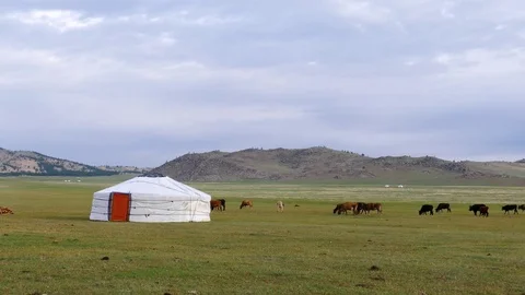 The Mongolian landscape - a white yurt and a herd of cows. Stock Footage 80093348