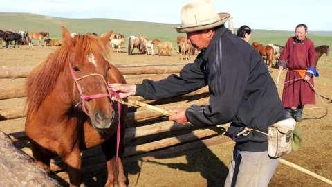 A Mongolian man adjusts the harness of his horse. Stock Footage 281729985