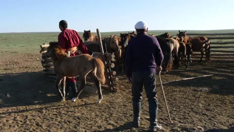 The mongolian nomad takes the foal out of the pen. Stock Footage 141237794