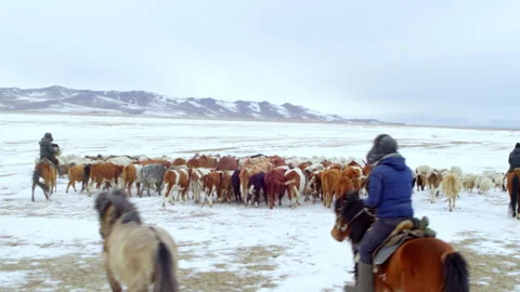 Mongolian nomads herding cattle on horseback in winter Stock Footage 337022900