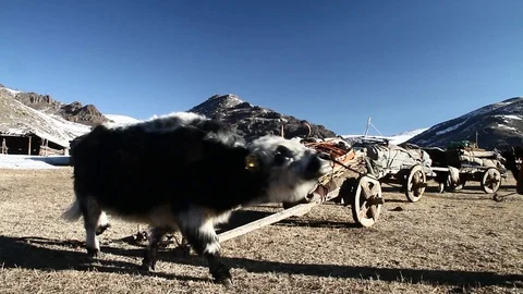 Mongolian nomads preparing to travel Video stock 88398490