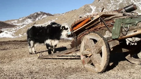 Mongolian nomads preparing to travel Video stock 88400335