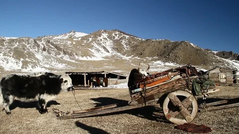 Mongolian nomads preparing to travel Stock Footage 88401204