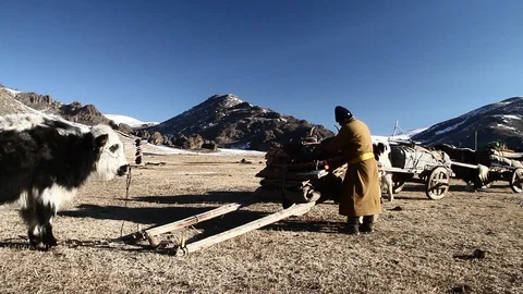 Mongolian nomads preparing to travel Video stock 88401738
