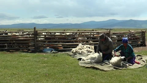 Mongolian nomads shearer sheep. Stock Footage 154553776