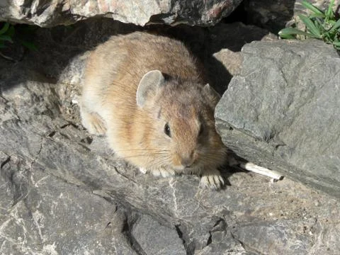 Mongolian pika Foto stock
