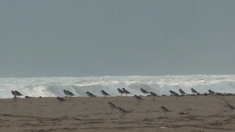 Mongolian Plovers, Java, Indonesia Stock-Footage 88550705
